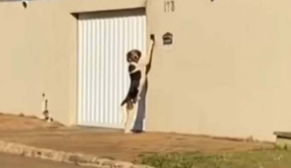 Presmešno! Komšijski pas zvoni na vrata kada se vrati iz šetnje