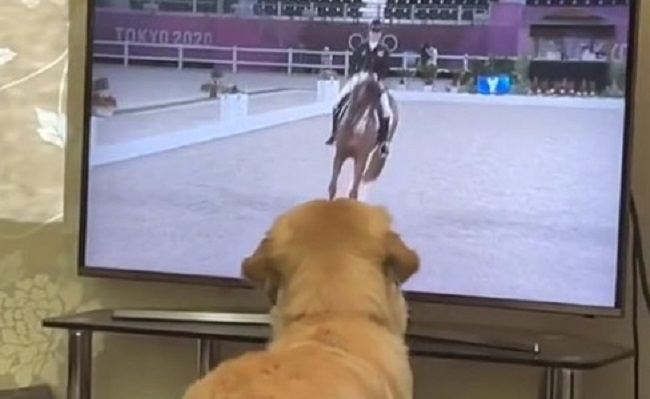 Ovaj pas obožava jahanje – pogledajte njegov pokušaj oponašanja konja