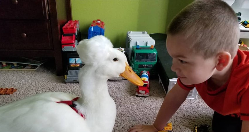 Neraskidivo prijateljstvo – dečak i patka sa šik frizurom su najbolji drugari i svuda idu zajedno