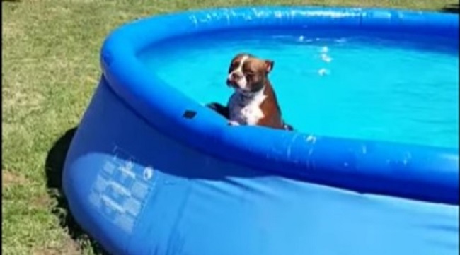Ovaj pas obožava da pliva u bazenu, a nekada moraju da ga podmite da bi izašao