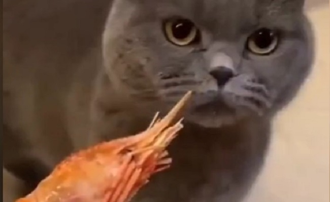 Ovo nije riba – maca pomirisala škampe i napravila presmešan potez