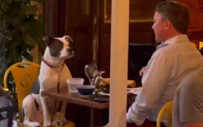 Ovaj gospodin je izveo psa u kafić i obojica su postali zvezde za jedno popodne