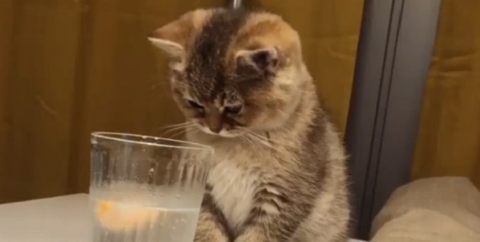 Maca prvi put probala kiselu vodu, a onda su mehurići učinili svoje