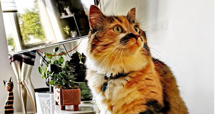 Mačka Fiona ima brda pratilaca na Instagramu zbog jedne autentične stvari