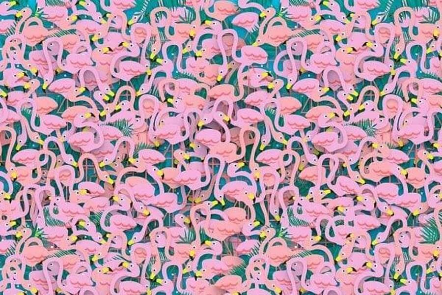 Balerina među flamingosima – da li ste uspeli da je pronađete?
