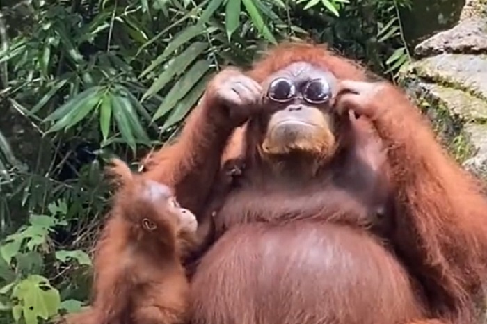 Urnebesni snimak – Orangutan sa naočarima je hit na internetu