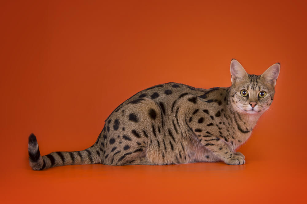 Najskuplje mačke na svetu – ovo su pet najskupljih rasa mačaka koje postoje