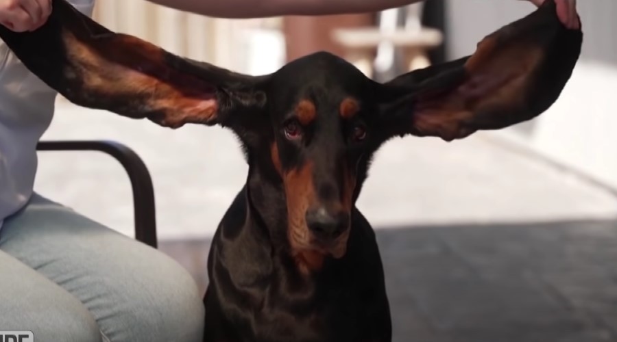 Ovaj pas je oborio Ginisov rekord jer ima najduže uši na svetu