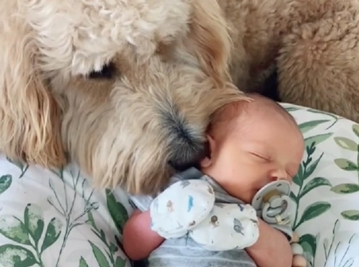 Pas upoznao novorođenu bebu – Video topi srca