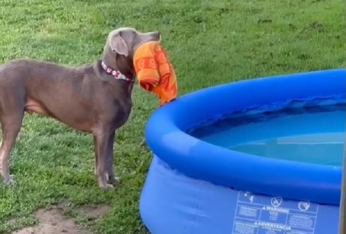Neprocenjiva reakcija psa – Vlasnica mu nije dala da se kupa u bazenu, on je odmah reagovao