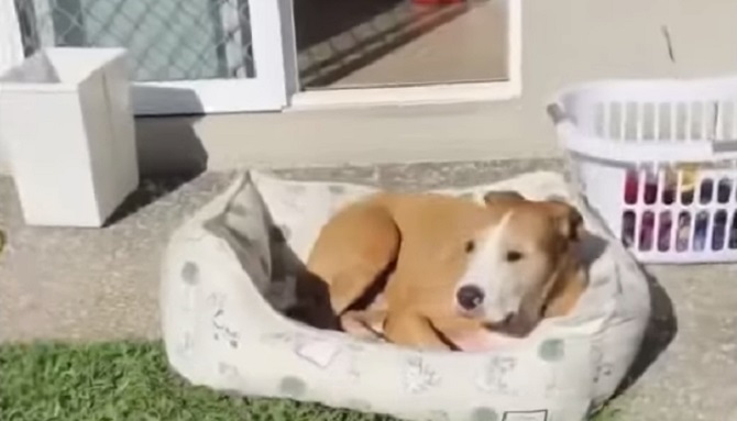 Zna da uživa – Ovaj pas svakog dana ukrade jastuke, iznese ih napolje i sunča se