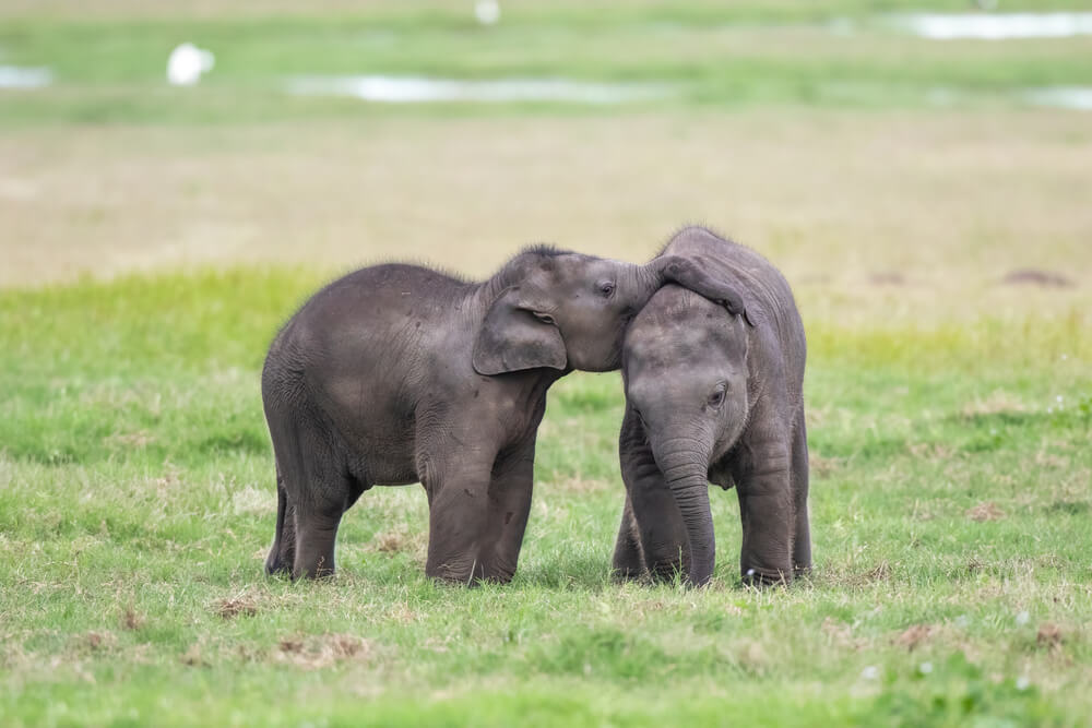 Najslađa stvar dana – Na svet su došli slonovi blizanci
