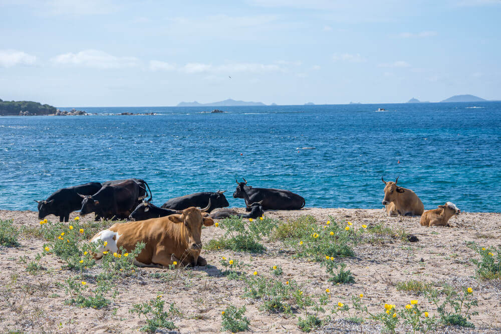 Urnebesna situacija – Krave sa Korzike razjurile turiste sa svoje omiljene plaže