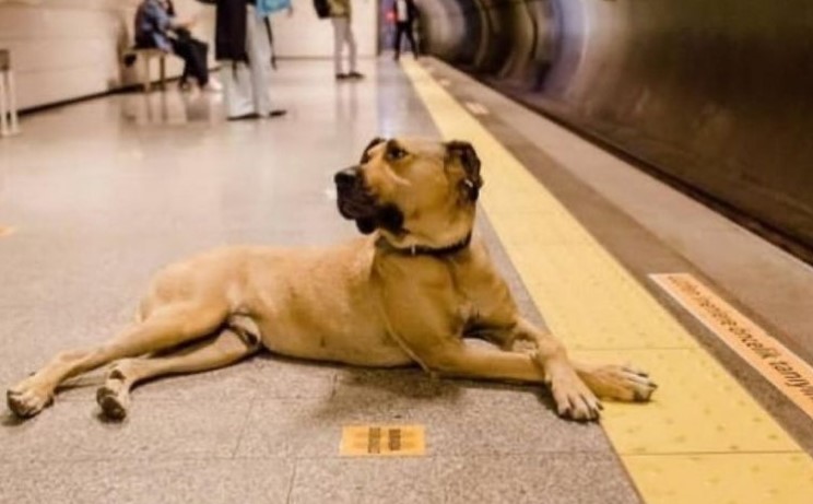 Ako se zbunite, pitajte njega – Pas Bodži zna tačan raspored prevoza u Turskoj