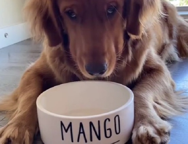 Pas Mango iskusio dijetu i postao zvezda TikToka zbog reakcije