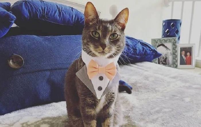 Mačak u smokingu donosio burme na venčanju i ukrao sav šou