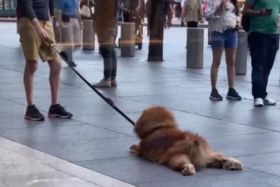 Kada je neko tvrdoglav – Pas nije hteo da se šeta, pa je samo legao na zemlju