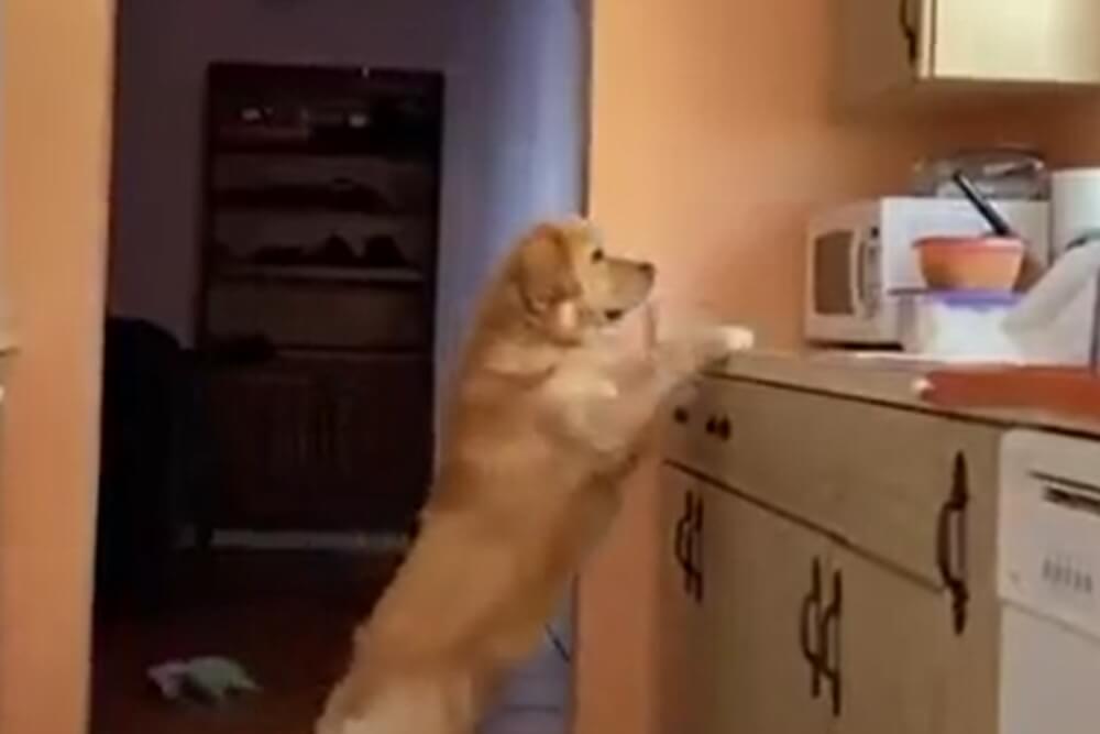 Lopov uhvaćen na delu – Pogledajte reakciju psa nakon što je uhvaćen u krađi hrane