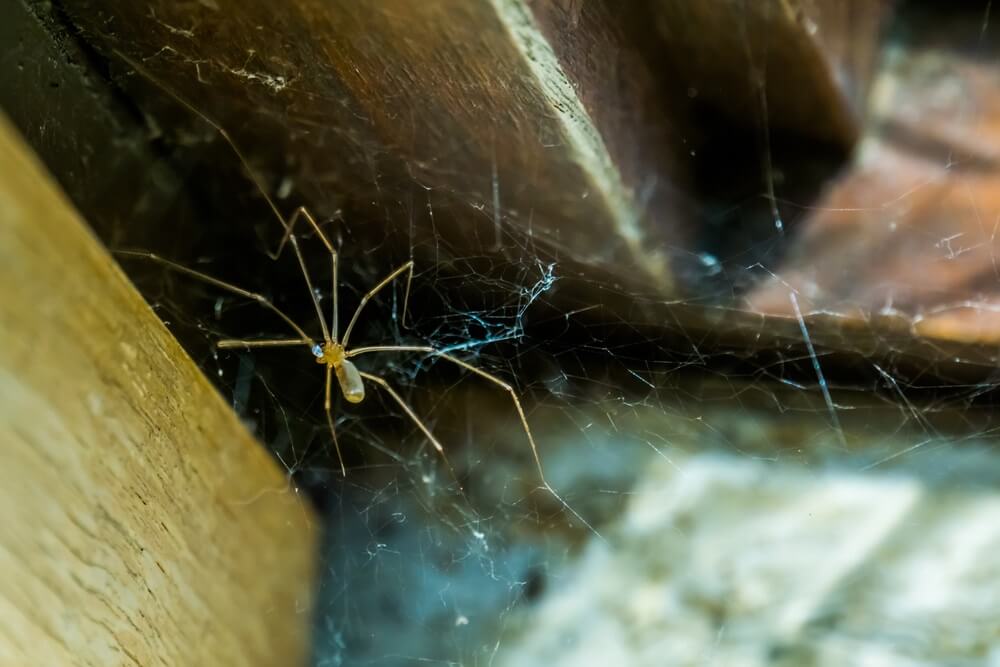 Ne radi se samo o sujeverju – evo zašto ne bi trebalo da ubijete pauka u svojoj kući!