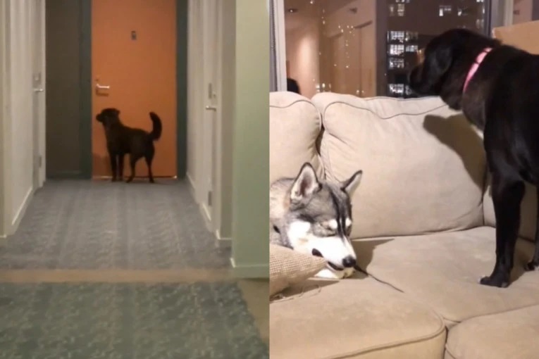 Preslatko prijateljstvo – Ovaj labrador svaki dan kuca na vrata svoje najbolje prijateljice da vidi da li može se igra
