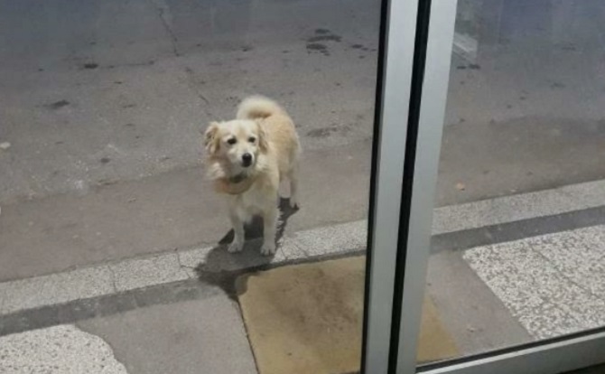 Dirljivi snimak u Prijepolju – pas čeka ispred bolnice