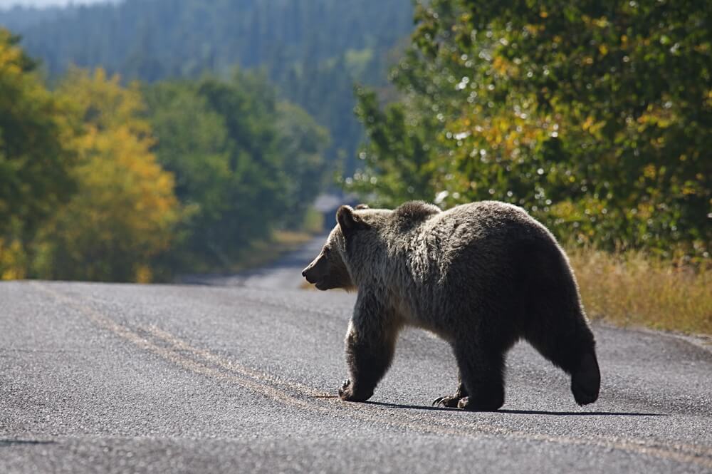 Vozači, oprez – „Medved na putu“