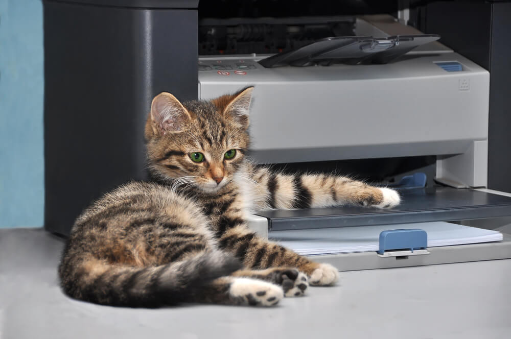 Prvi susret sa štampačem – reakcija mačke je urnebesna!