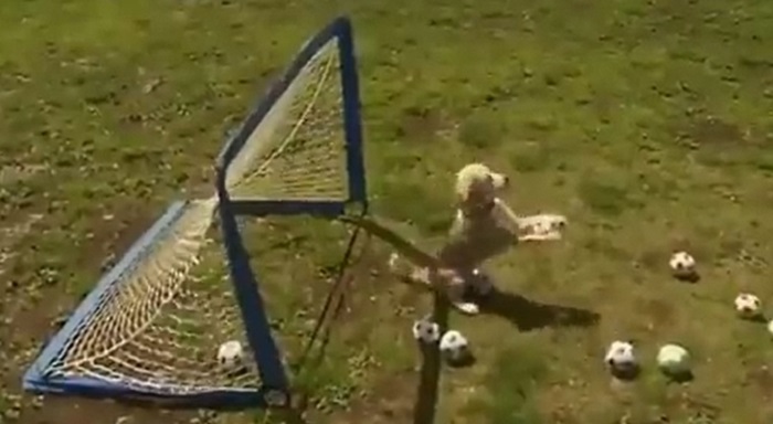 Najslađi golman – ovaj pas ruši svetske rekorde!