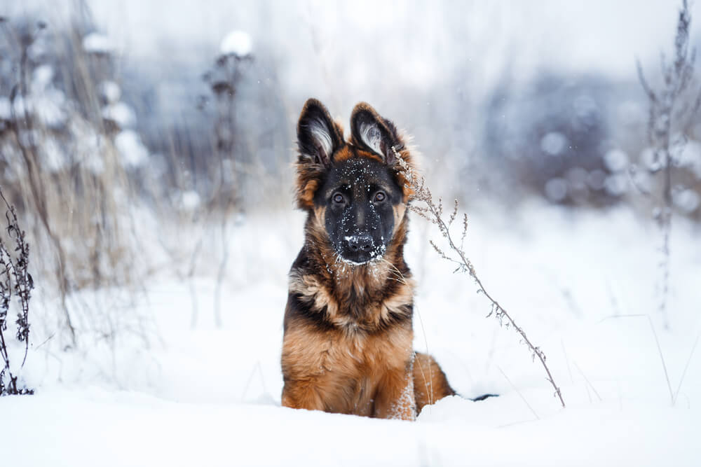 Snimila je psa kako se igra na snegu i snimak je postao hit – pogledajte šta ovaj pas radi na snegu