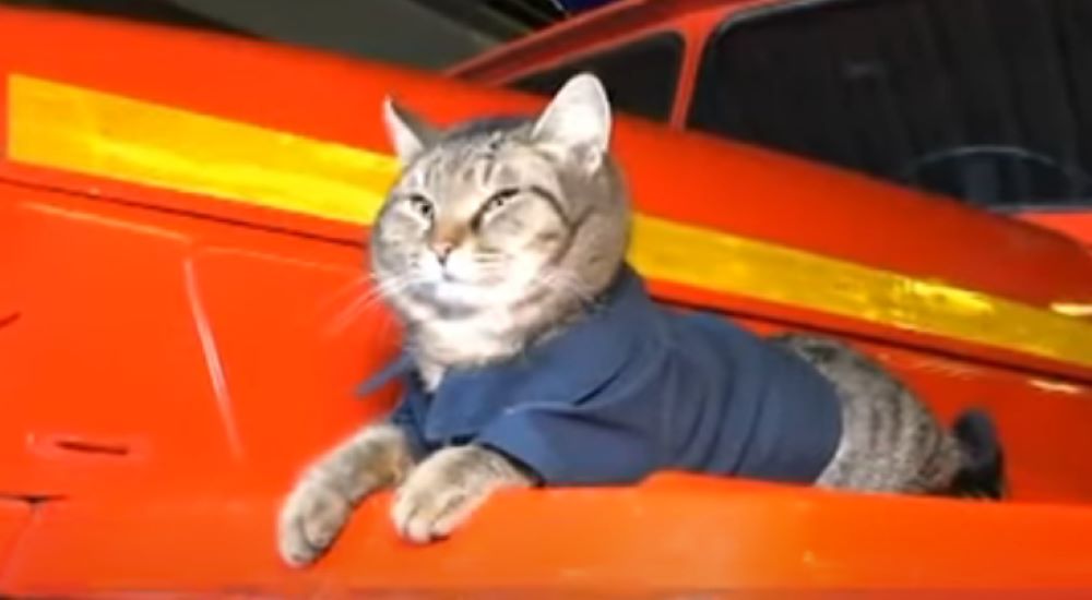 Upoznajte najmlađeg vatrogasca – mačak Semjon živi u vatrogasnoj stanici, a ima posebno važan zadatak!