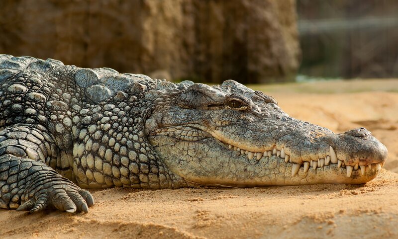 Imaju posebno značenje – šta znači sanjati krokodile?