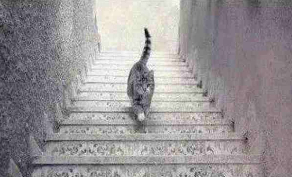 Optička iluzija mačke otkriva da li ste optimista ili pesimista u zavisnosti od toga šta prvo vidite