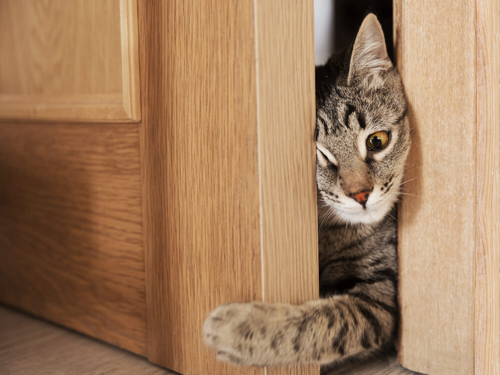 Narodno verovanje – evo šta znači kad vam mačka dođe na vrata!