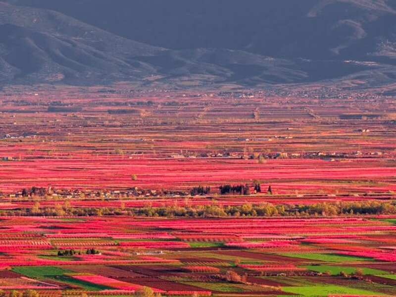 Kao iz bajke – cvetno ružičasto more u Veriji je vesnik proleća u Grčkoj