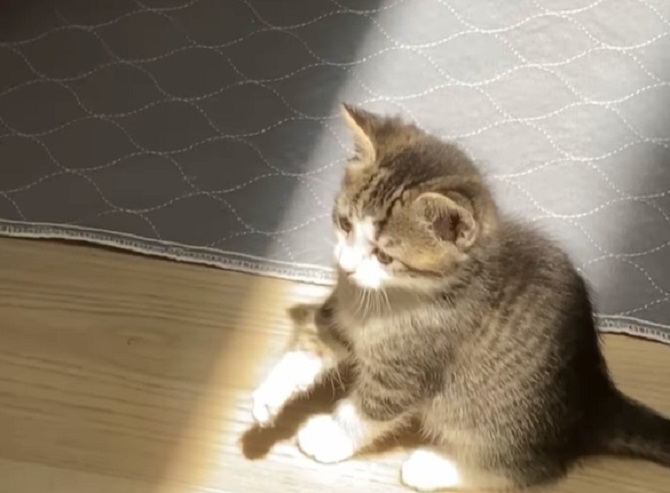 Presimpatičan video – reakcija male mace na sunčevu svetlost je hit na Instagramu