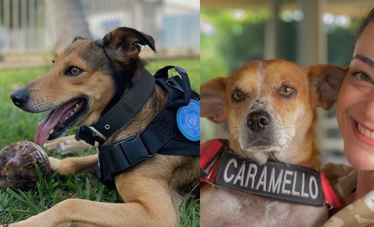 Pravi heroji – kako su pas vatrogasac i pas policajac postali „influenseri“