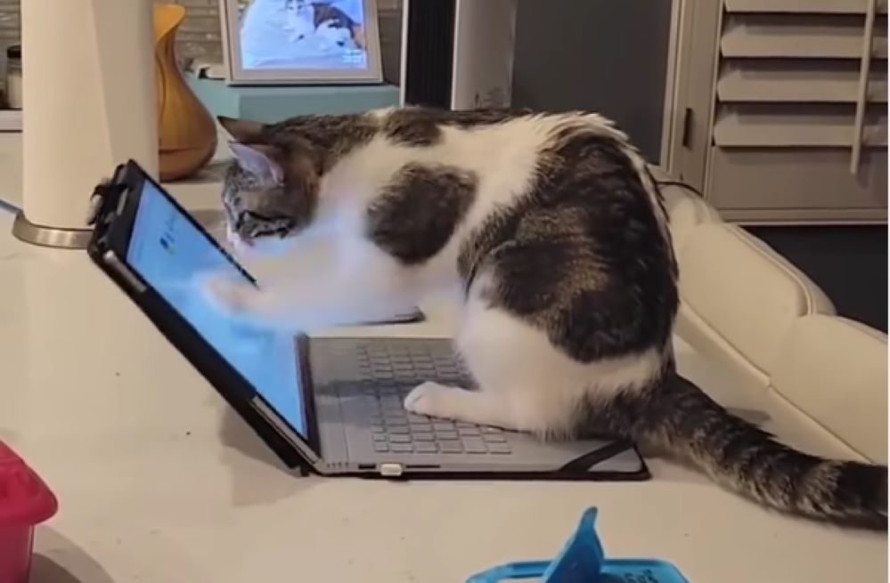 Mačka koja „odgovara na mejlove“ hit na Instagramu – na koga vas podseća ovo stvorenje?