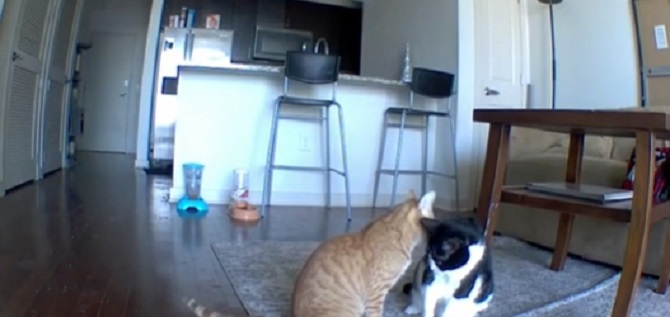 Video koji topi srce – mačka teši uznemirenog brata dok je vlasnica odsutna