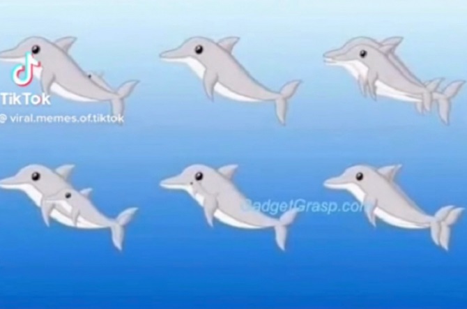 Oko sokolovo – koliko delfina vidite na ovoj ilustraciji?