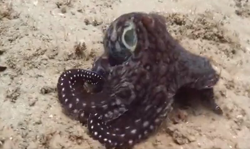 Čudo prirode – snimak hobotnice oduševio Tviteraše!