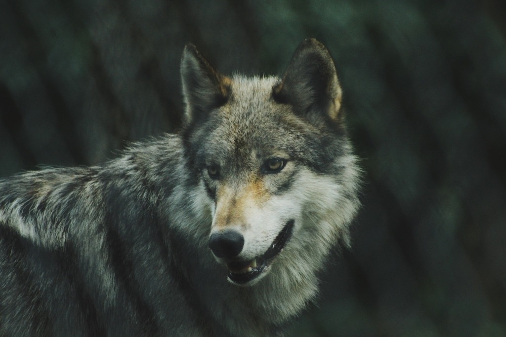 Nepopravljivi romantici – ovo su neobične činjenice o vukovima!