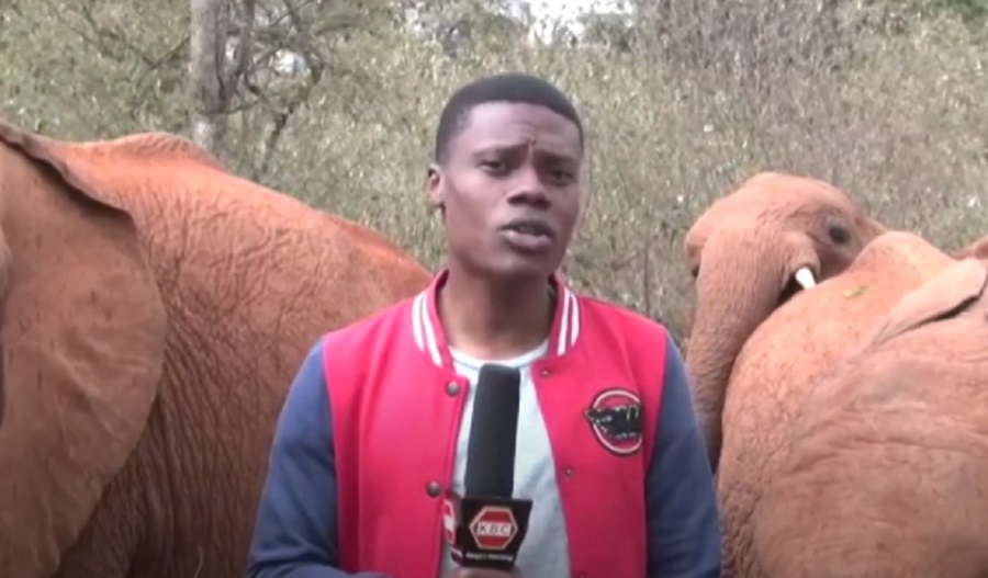 Presimpatično – slon ometao novinara tokom snimanja u Keniji