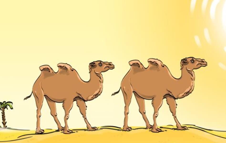 Kamile u pustinji – šta je pogrešno na ovoj ilustraciji?