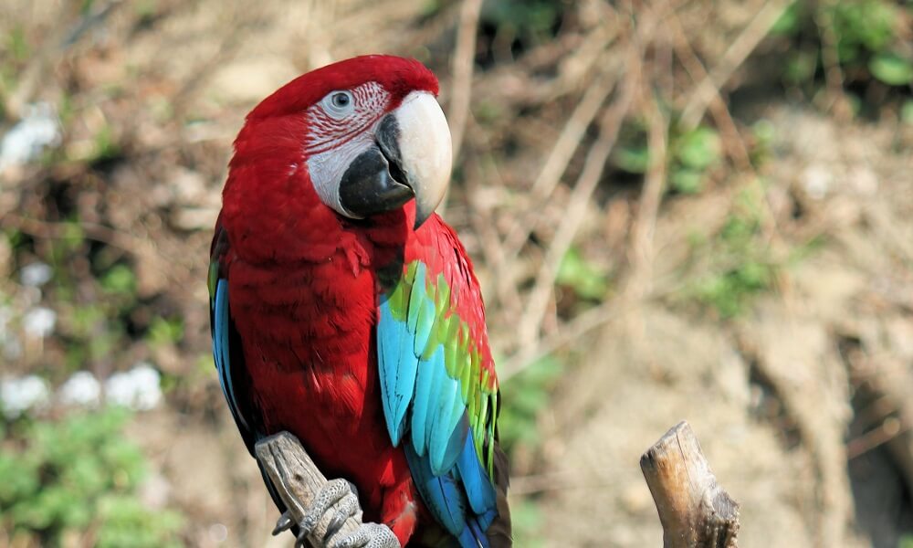 Dobar ili loš znak – evo šta znači sanjati papagaja