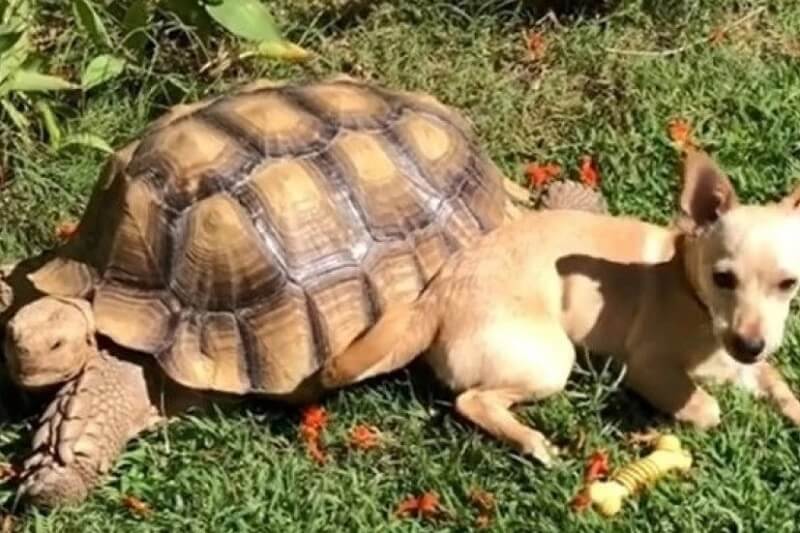 Dobri drugari – prijateljstvo psa i kornjače će vas raznežiti