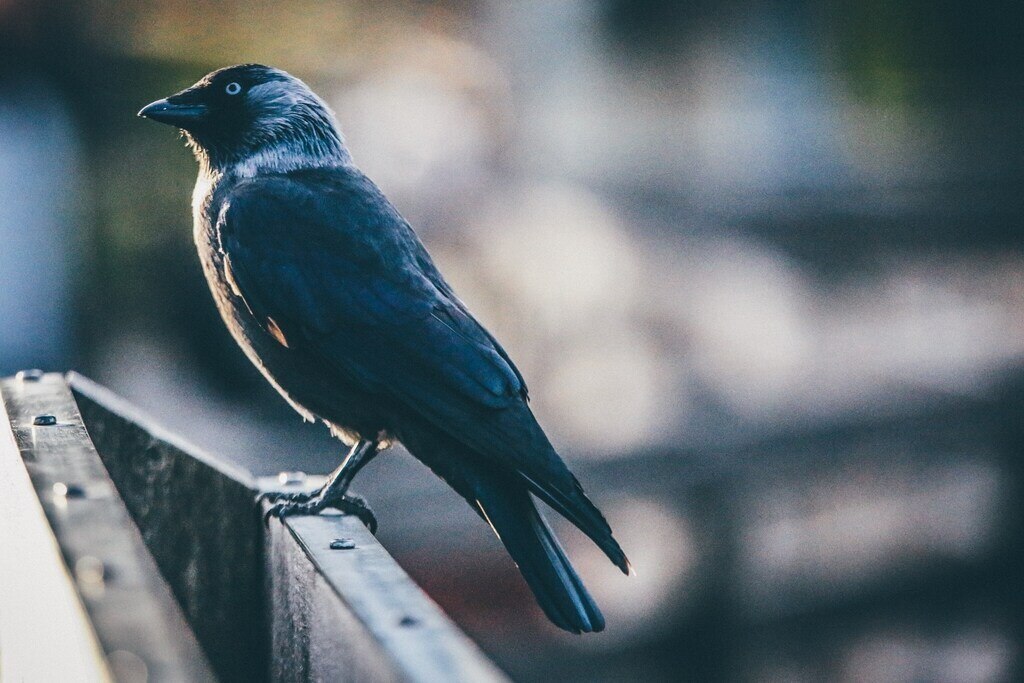 Može predskazati dobre vesti – šta znači sanjati vranu?