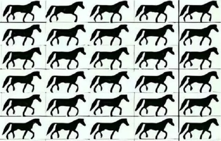 Konj bez repa – da li ga možete pronaći za 5 sekundi?