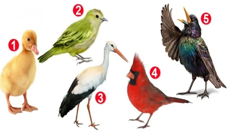 Test ličnosti – odaberite pticu i saznajte svoju najveću vrlinu!
