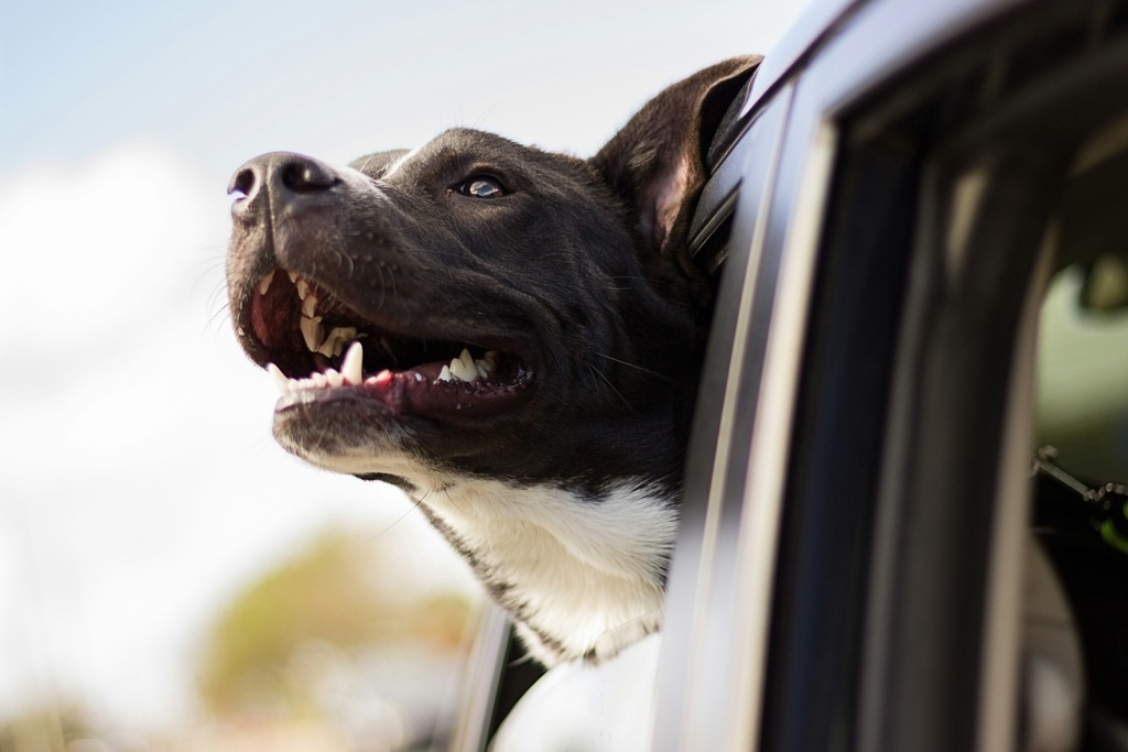 Postoji više razloga – zašto psi isturaju glavu kroz prozor automobila?