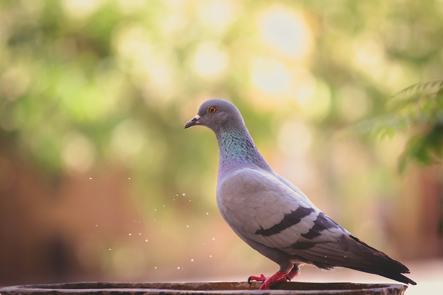 Nose važne poruke – evo šta znači ako često viđate golubove